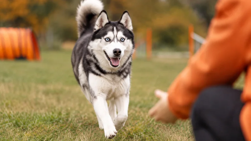 呼び戻しの練習で飼い主に駆け寄るシベリアンハスキー