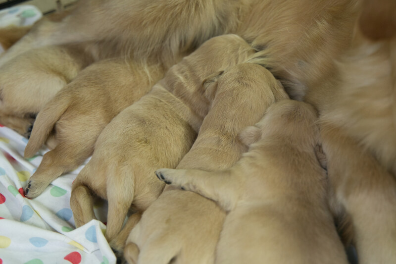 2023年5月18日生まれのゴールデンレトリーバー子犬の写真