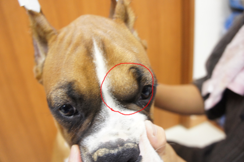 ボクサー犬の子犬の皮膚組織球腫の写真