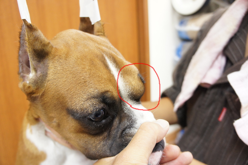 ボクサー犬の子犬の皮膚組織球腫の写真3
