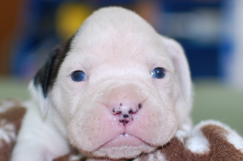 ボクサー犬の子犬の写真202001022 1月18日現在