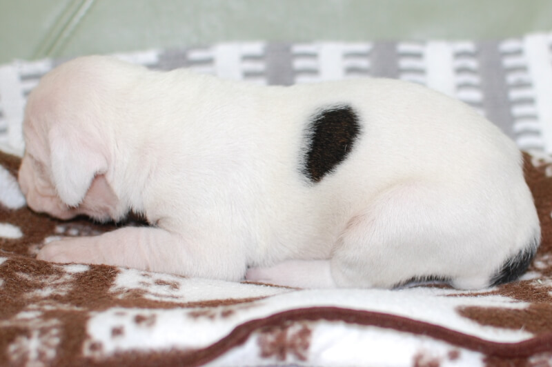 ボクサー犬の子犬の写真202001022-2 1月18日現在