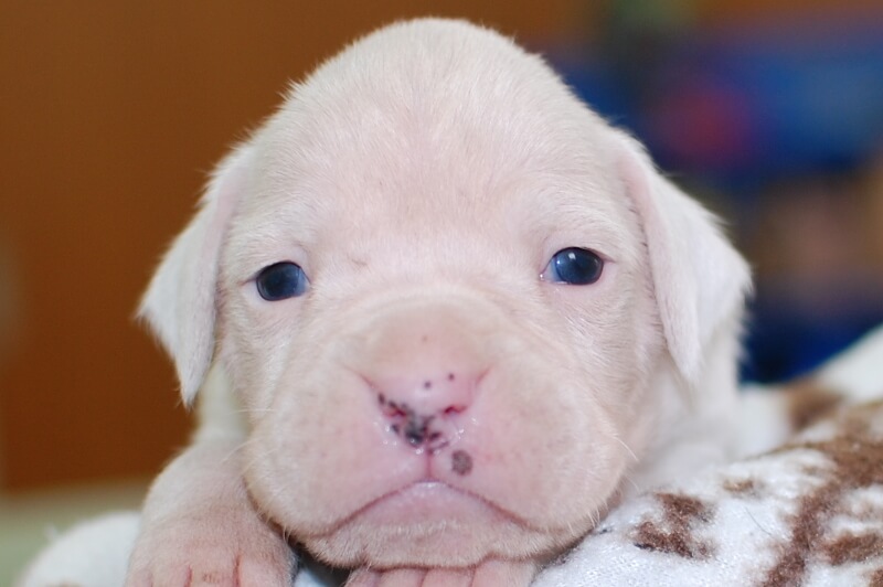 ボクサー犬の子犬の写真202001023 1月18日現在