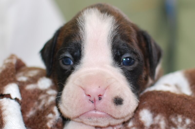 ボクサー犬の子犬の写真202001021 1月18日現在
