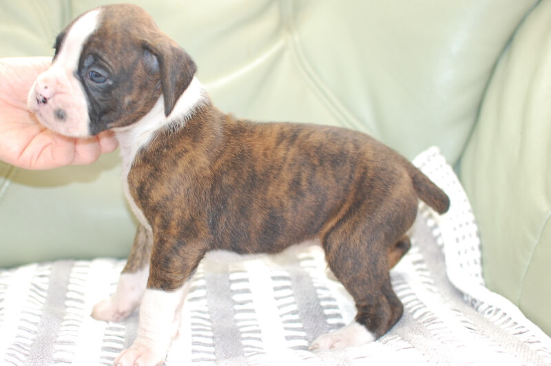 ボクサー犬の子犬の写真202001021-2 2月1日現在