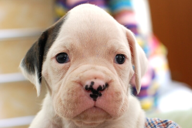 ボクサー犬の子犬の写真202001022 2月1日現在