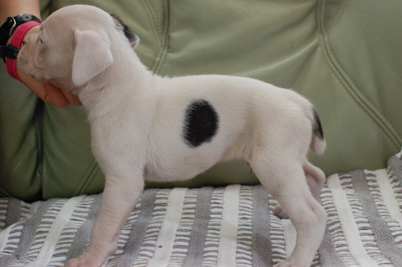 ボクサー犬の子犬の写真202001022-2 2月1日現在