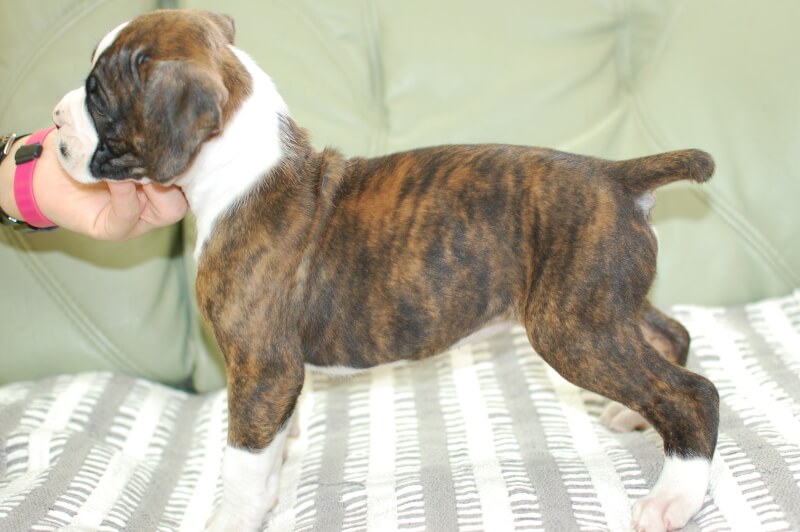 ボクサー犬の子犬の写真202001021-2 2月12日現在