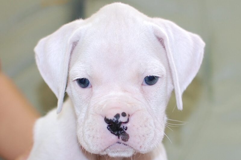 ボクサー犬の子犬の写真202001023 2月12日現在
