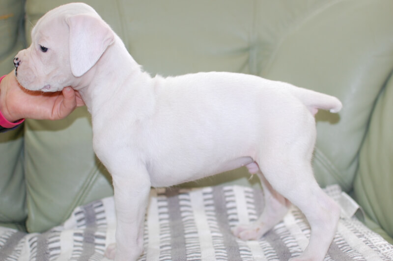 ボクサー犬の子犬の写真202001023-2 2月12日現在
