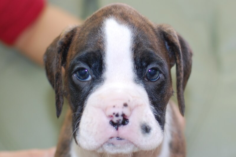 ボクサー犬の子犬の写真202001021 2月12日現在