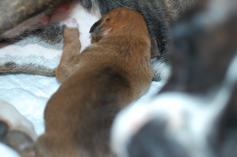 2020年5月18日生まれのボクサー犬の子犬の写真