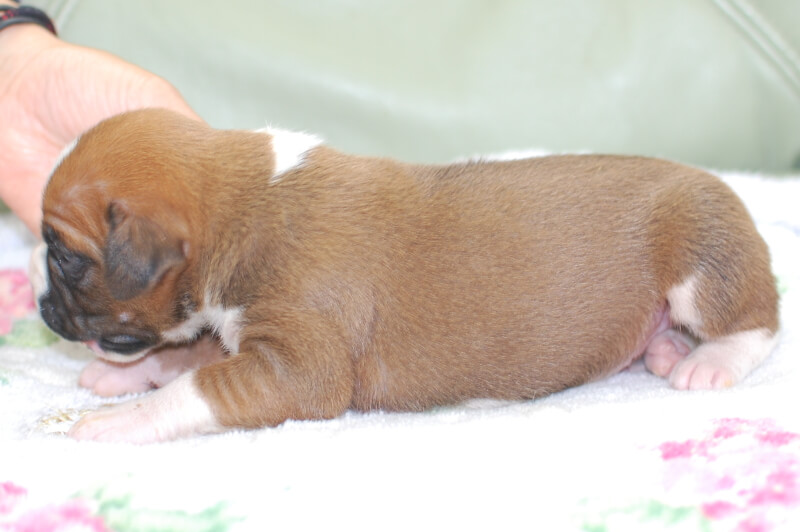 ボクサー犬の子犬の写真202005175-2 5月28日現在