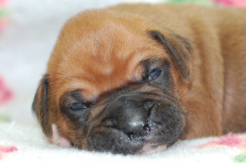 ボクサー犬の子犬の写真202005181 5月28日現在