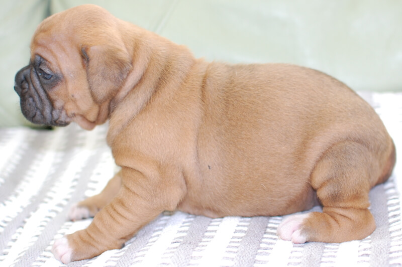 ボクサー犬の子犬の写真202005181-2 6月5日現在