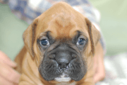 ボクサー犬の子犬202005181