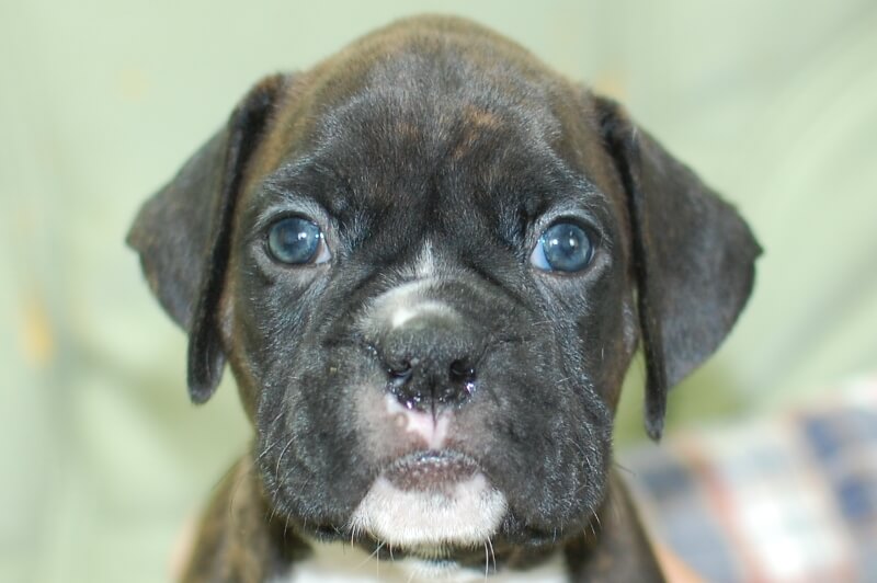 ボクサー犬の子犬の写真202005174 6月22日現在