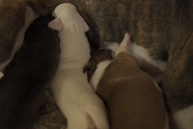 2021年1月7日生まれのボクサー犬の子犬の写真