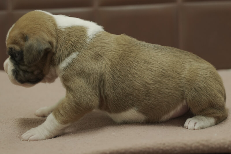 ボクサー犬の子犬の写真202101071-2 6月19日現在