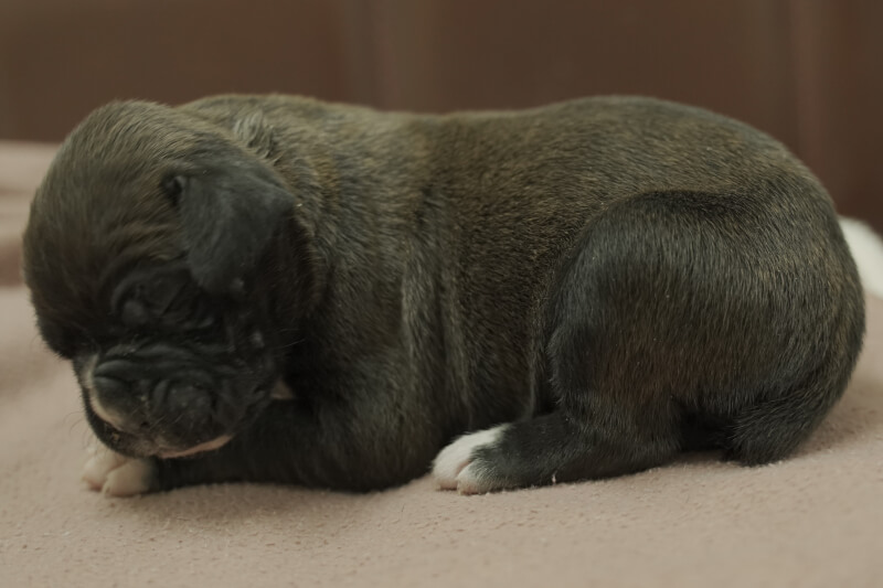 ボクサー犬の子犬の写真202101072-2 6月19日現在