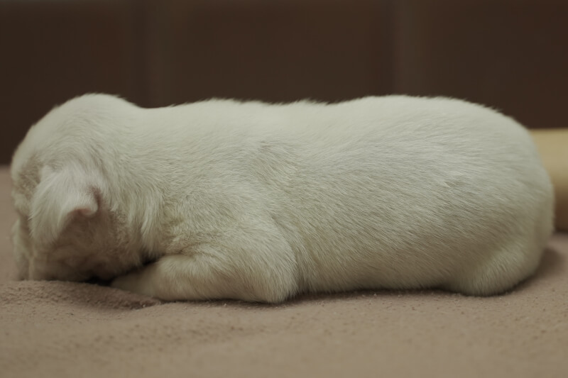 ボクサー犬の子犬の写真202101073-2 6月19日現在