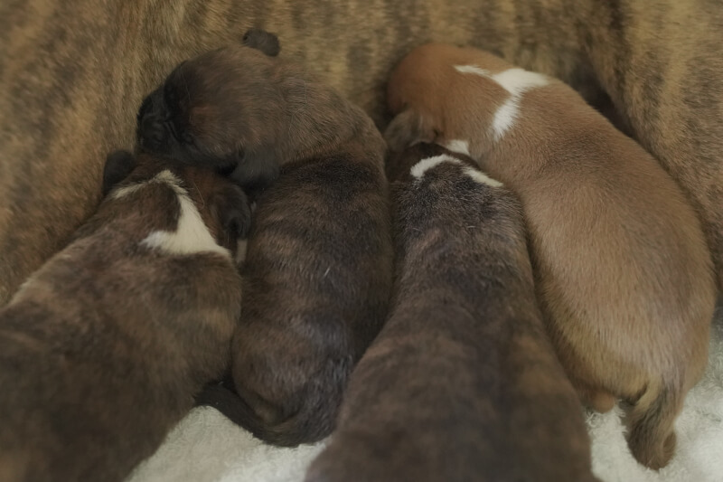 2021年5月23日生まれのボクサー犬の子犬の写真