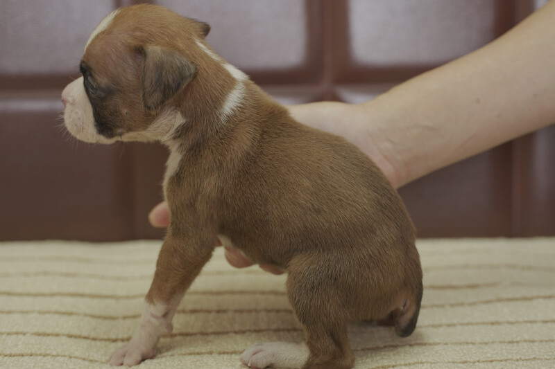 ボクサー犬の子犬の写真202105232-2 6月22日現在