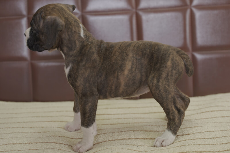 ボクサー犬の子犬の写真202105233-2 6月29日現在