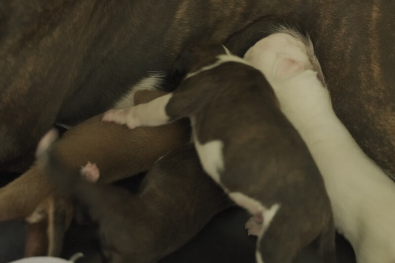 2021年8月3日生まれのボクサー犬の子犬の写真