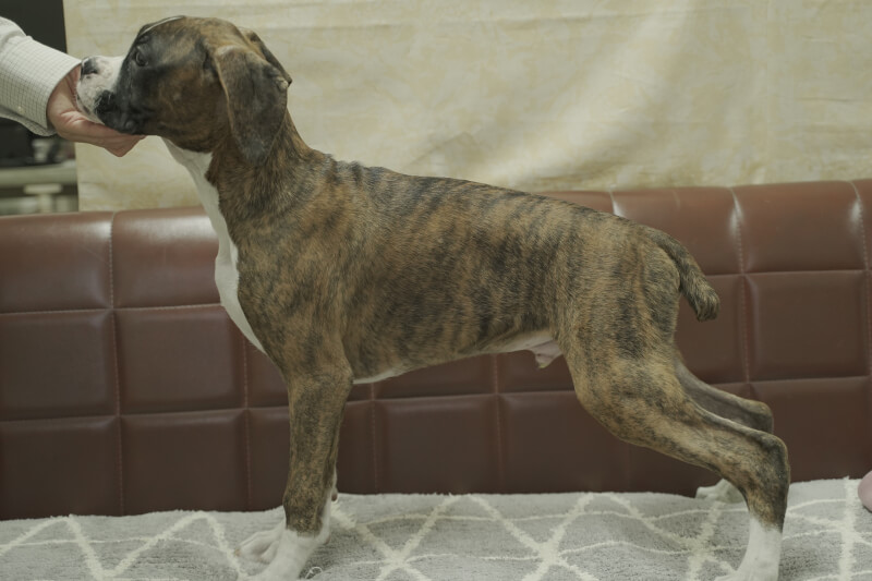 ボクサー犬の子犬の写真202105231-2 9月3日現在