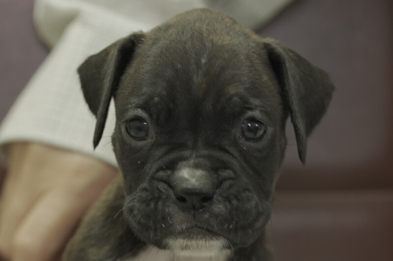 ボクサー犬の子犬の写真202108033 9月3日現在