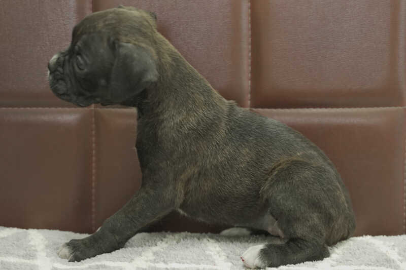 ボクサー犬の子犬の写真202108033-2 9月3日現在