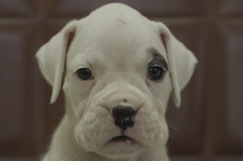 ボクサー犬の子犬の写真202108034 9月3日現在