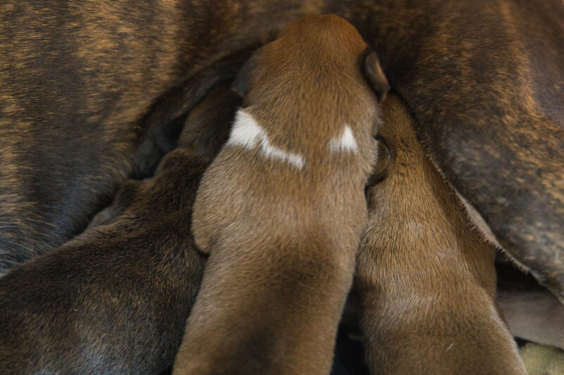 2022年9月2日生まれのボクサー犬子犬の写真
