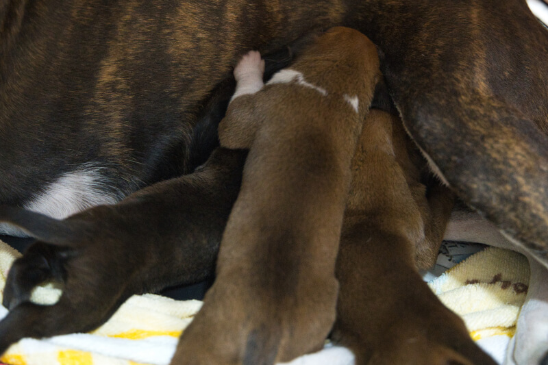 2022年9月2日生まれのボクサー犬の子犬の写真