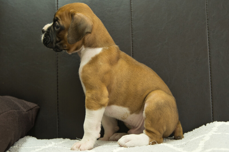 ボクサー犬の子犬の写真202209021-2 10月7日現在