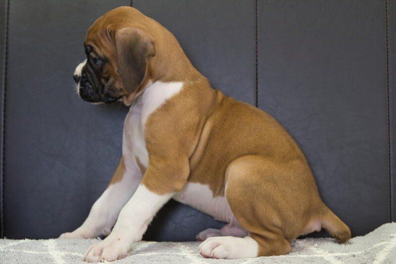 ボクサー犬の子犬の写真202209021-2 10月14日現在
