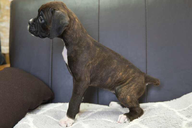 ボクサー犬の子犬の写真202209023-2 10月14日現在