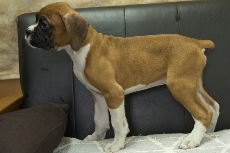 ボクサー犬の子犬の写真202209021-2 11月1日現在