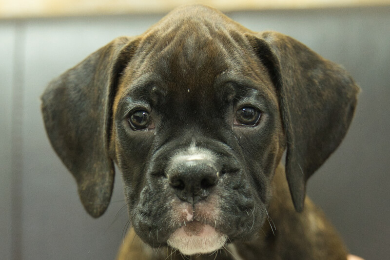 ボクサー犬の子犬の写真202209023 11月1日現在