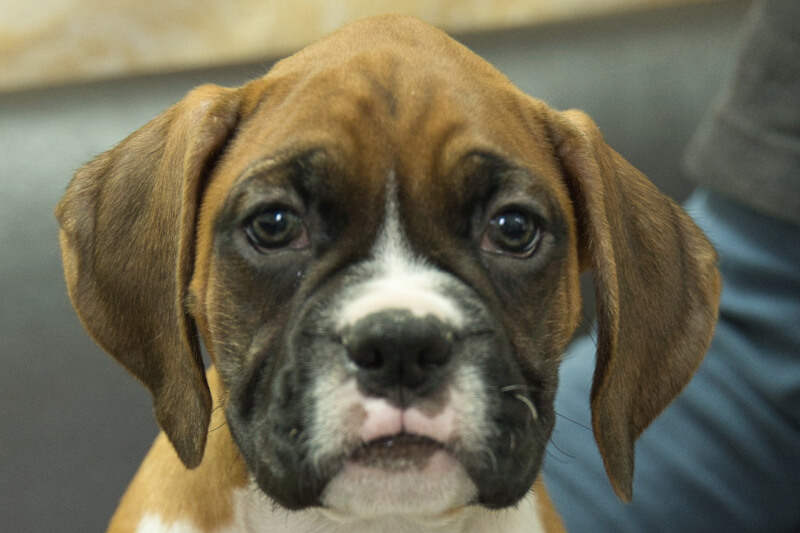 ボクサー犬の子犬の写真202209021 11月1日現在
