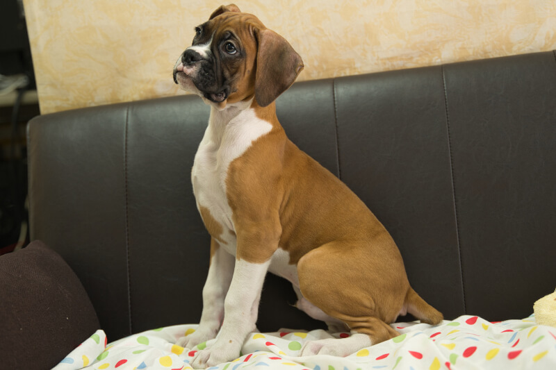 ボクサー犬の子犬の写真202209021-2 11月12日現在