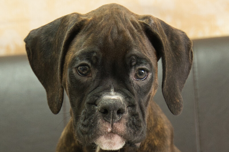 ボクサー犬の子犬の写真202209023 11月12日現在