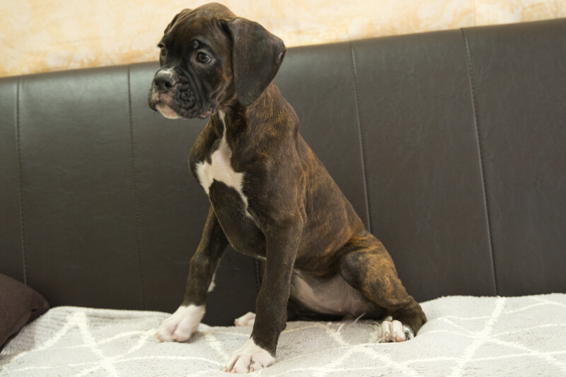 ボクサー犬の子犬の写真202209023-2 11月12日現在