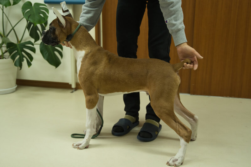 ボクサー犬の子犬の写真202209021-2 1月14日現在