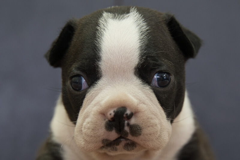 ボストンテリアの子犬の写真202202041 3月2日現在