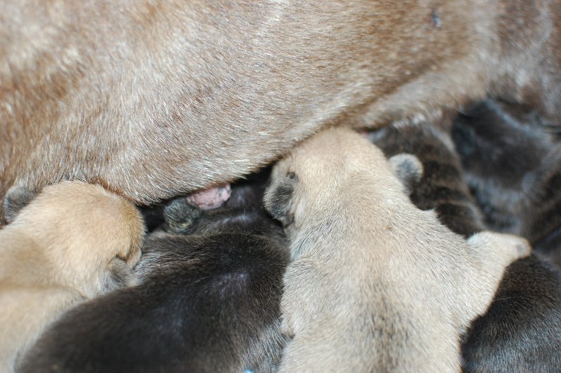 2017年9月21日生まれのフレンチブルドッグ子犬の写真