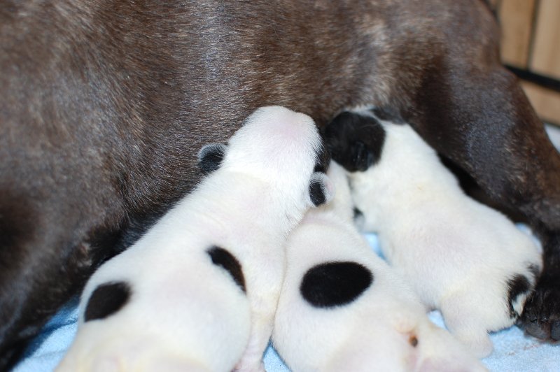 2017年9月20日生まれのフレンチブルドッグ子犬の写真