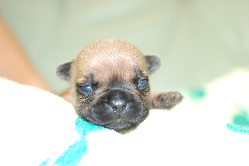 フレンチブルドッグの子犬の写真201709211 10月4日現在