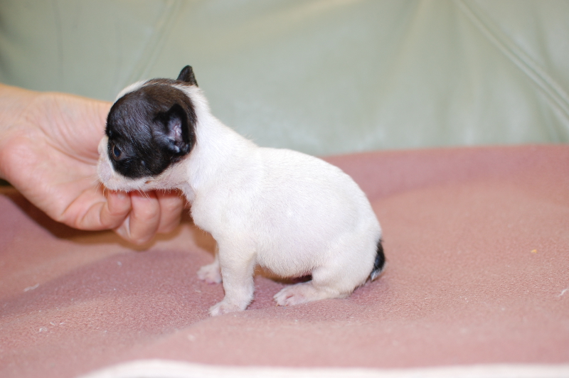 フレンチブルドッグの子犬の写真201709201-2 10月25日現在